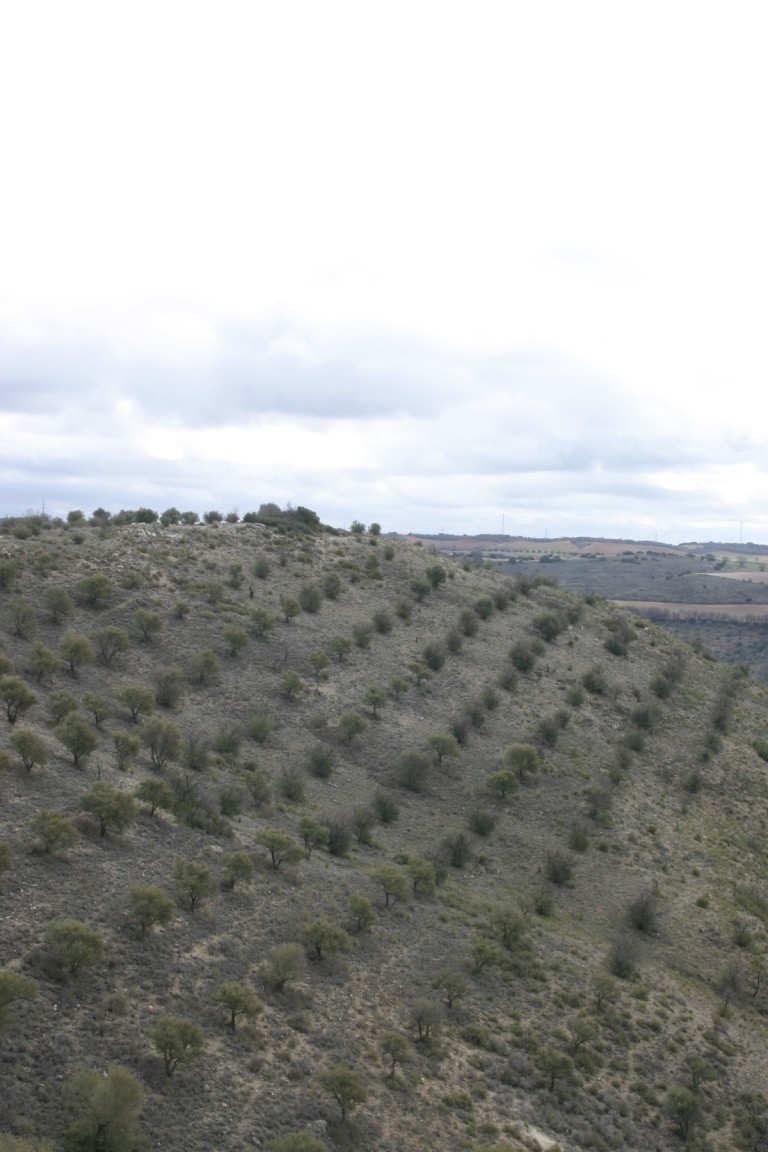 Olive Groves Above Valverde de Alcalá